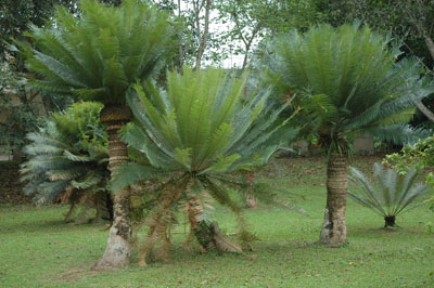 Photograph of cycads showing stockey manoxylic strunks and crowns of palm-like leaves