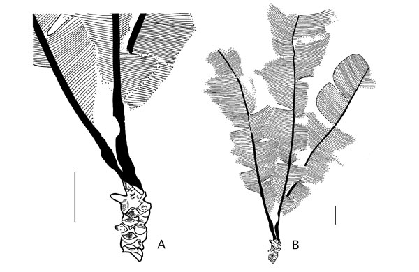 Drawing of Nilssoniocladus leafy shoots