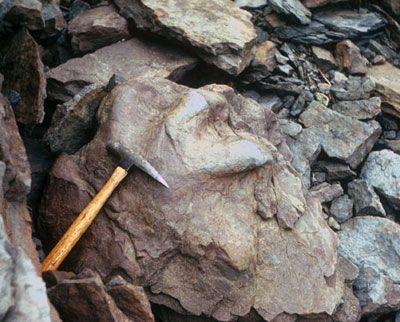 preserved dinoaur footprint from the Cretaceous sediments of North Alaska