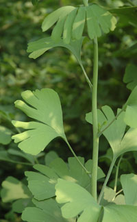 Highly dissected leaves of Ginkgo biloba on sucker shoots