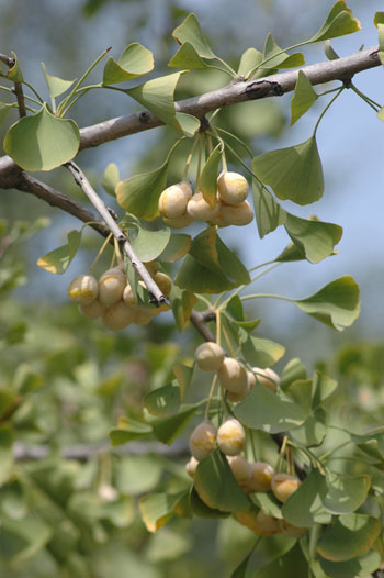 Photograph of Ginkgo biloba female with fuits