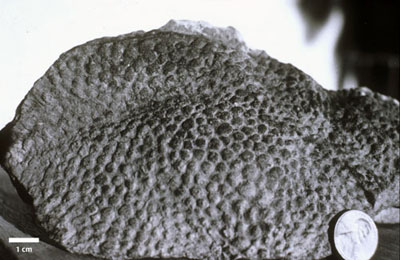 dinosaur skin impression from Cretaceous rocks of Northern Alaska
