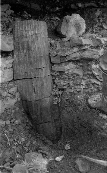 Photograph of the tree base partially excavated