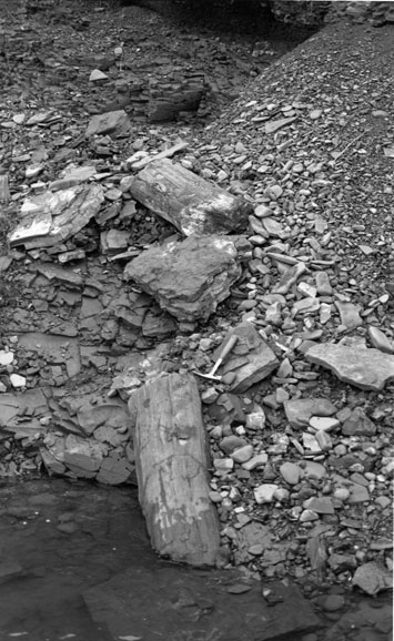 Field photograph of a well preserved log at Kukpowruk locality 96RAS20