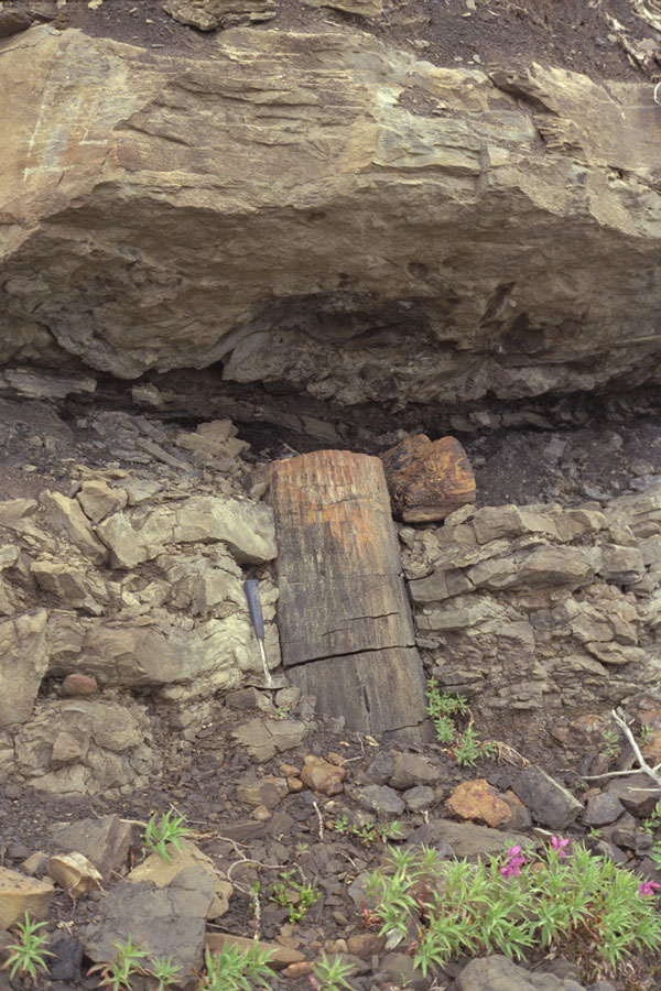 fieldphotograph of a standing tree stump preserved at Kukpowruk locality 96RAS19