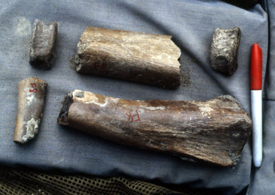Field photograph of dinosaur bones from Ocean Point
