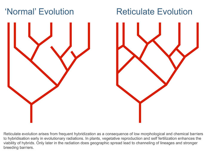 Illustration showing a reticulum of gene flow typical of reticulate evolution compared to a standrd evolutionary branching pattern