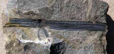 Photograph of a fossil rhizome of Equisetites showing nitrogen fixing nodules