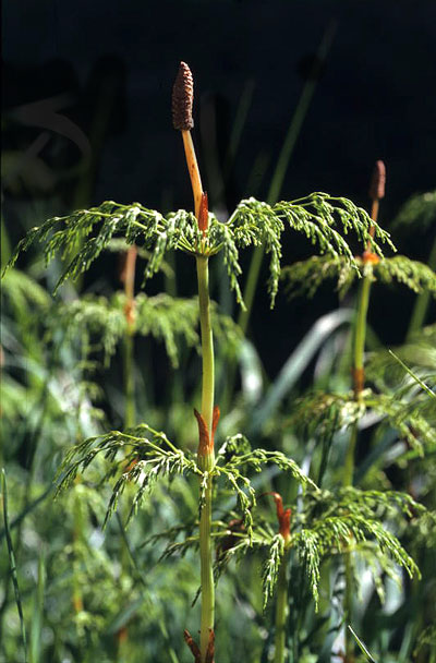 Photograph of a modern Equisetum plant showing whorls of leaves and a cone