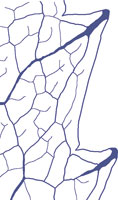 drawing of a chloranthoid tooth