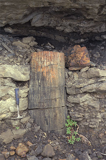 Photograph of a tree stump approximately 30cm in diamter and 1.25 m high in growth position in Kogosukruk sediments